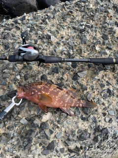 アコウの釣果