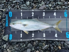 イナダの釣果