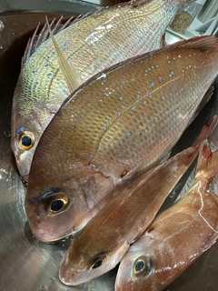 マダイの釣果