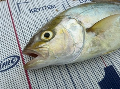 ショゴの釣果