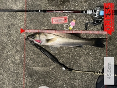 シーバスの釣果