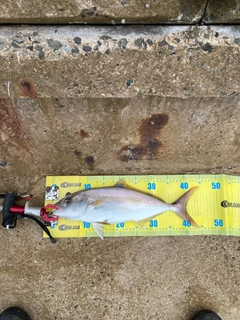 ネリゴの釣果
