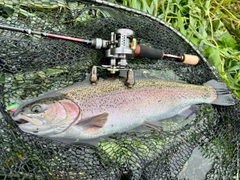 ニジマスの釣果