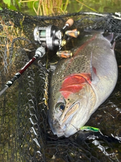 ニジマスの釣果