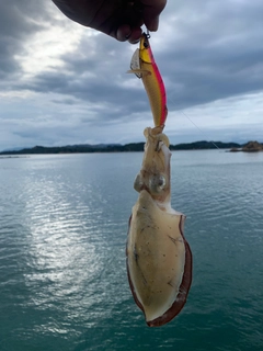 モンゴウイカの釣果