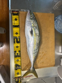 イナダの釣果