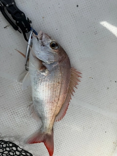 タイの釣果