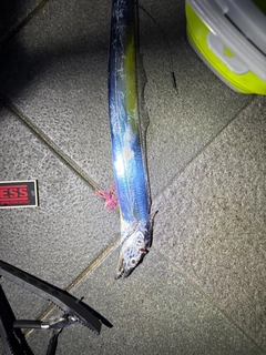 タチウオの釣果