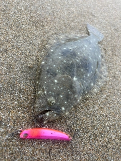ソゲの釣果