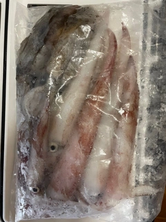 マイカの釣果