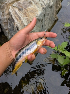 カワムツの釣果