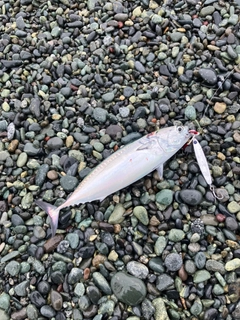 ソウダガツオの釣果