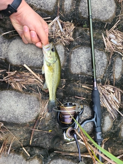 ラージマウスバスの釣果