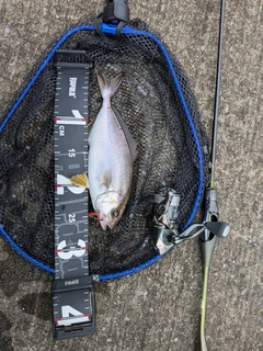 ショッコの釣果