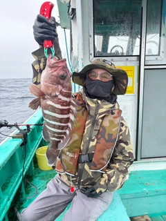 マハタの釣果