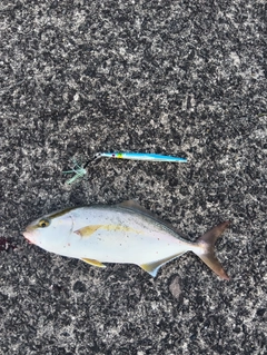 ネリゴの釣果