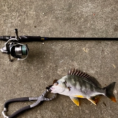 キビレの釣果