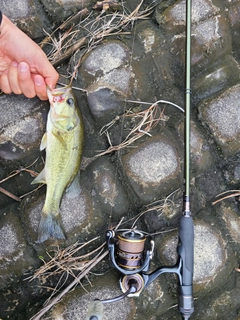 ラージマウスバスの釣果