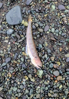 エソの釣果