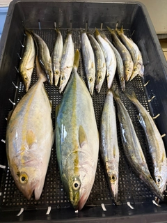 シオの釣果