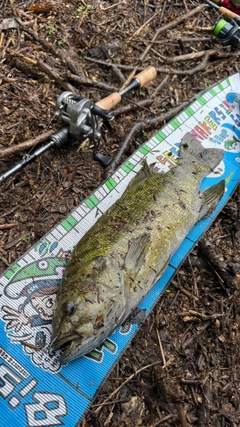 スモールマウスバスの釣果