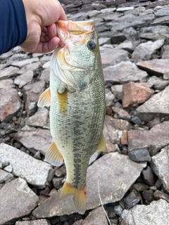 ブラックバスの釣果