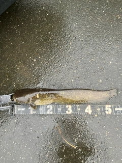 マナマズの釣果