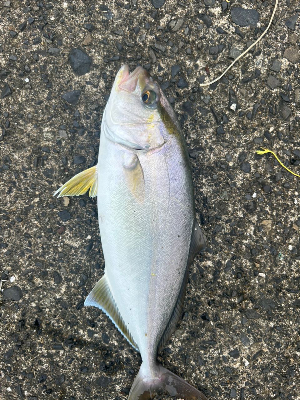 ぎょさん釣り情報(01)