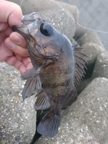 クロメバルの釣果