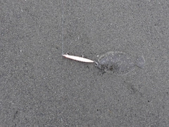 ソゲの釣果