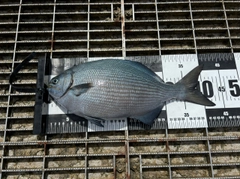 イスズミの釣果