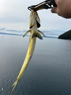 シイラの釣果