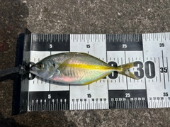 シマアジの釣果