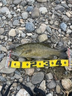 スモールマウスバスの釣果