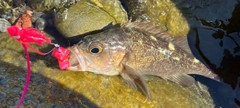 ガヤの釣果