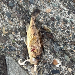 クロソイの釣果