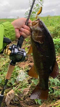 スモールマウスバスの釣果