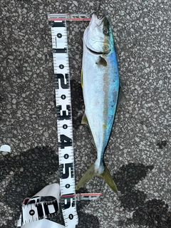 ヒラマサの釣果