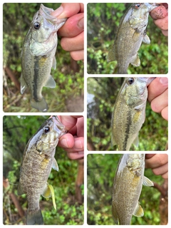 ラージマウスバスの釣果
