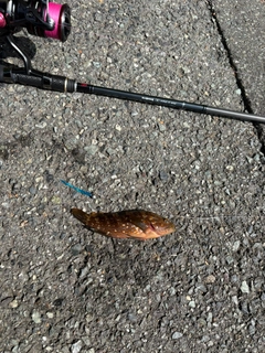 アコウの釣果