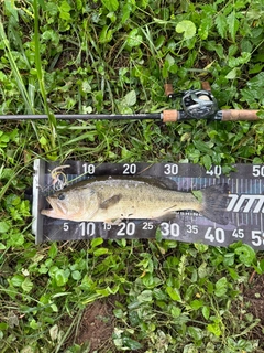 ラージマウスバスの釣果