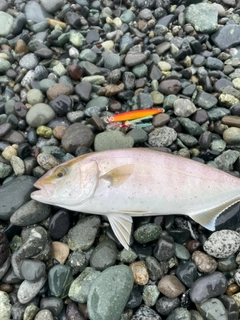 ショゴの釣果