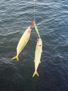 ショゴの釣果