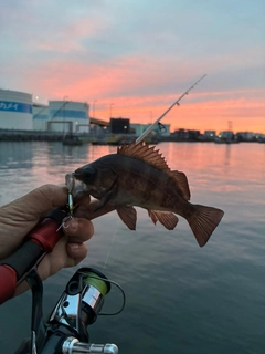 メバルの釣果