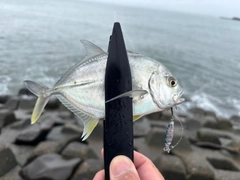 メッキの釣果