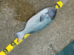 クチブトグレの釣果