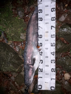 ビワコオオナマズの釣果