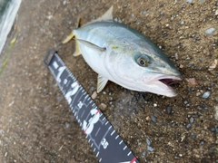 イナダの釣果