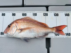 タイの釣果