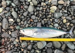 ソウダガツオの釣果